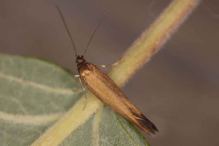 Roeslerstammia erxlebella: Bild 1