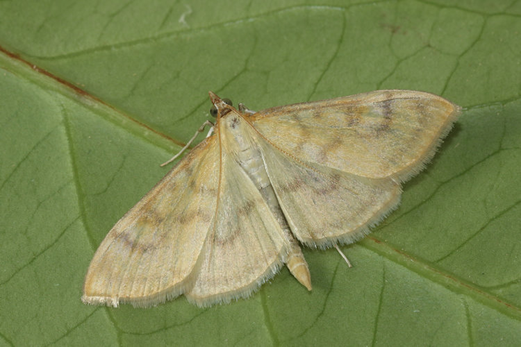 Paratalanta hyalinalis: Bild 1