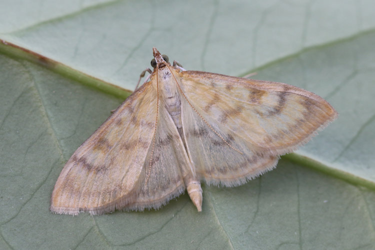Paratalanta hyalinalis: Bild 2