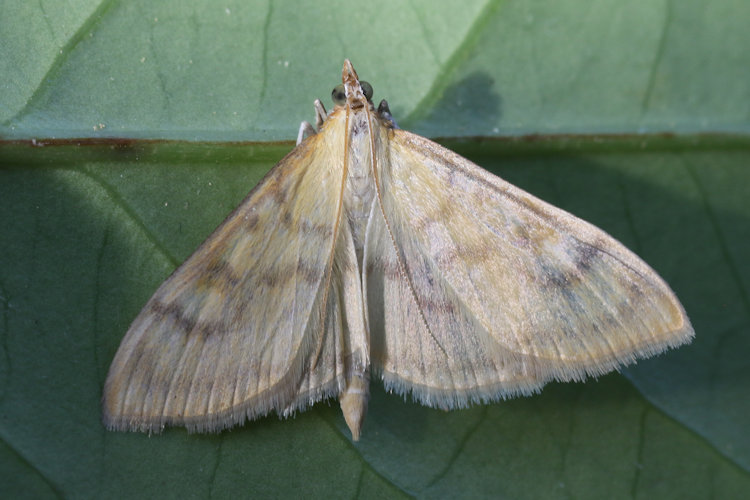 Paratalanta hyalinalis: Bild 3