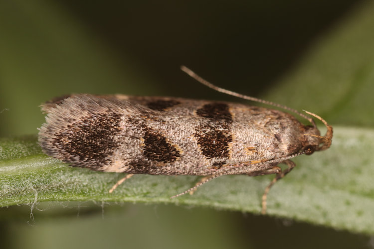 Mirificarma maculatella: Bild 1