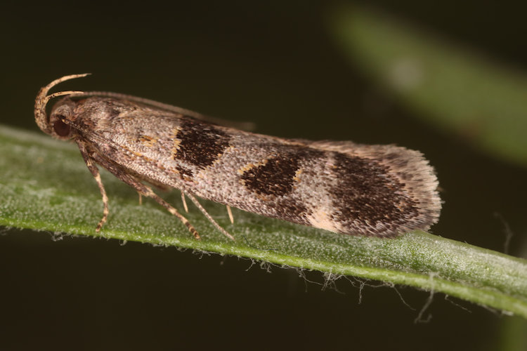 Mirificarma maculatella: Bild 2