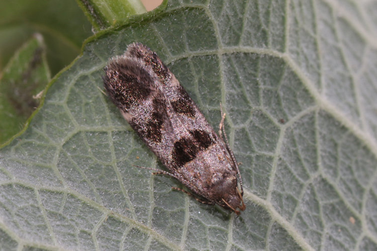 Mirificarma maculatella: Bild 3