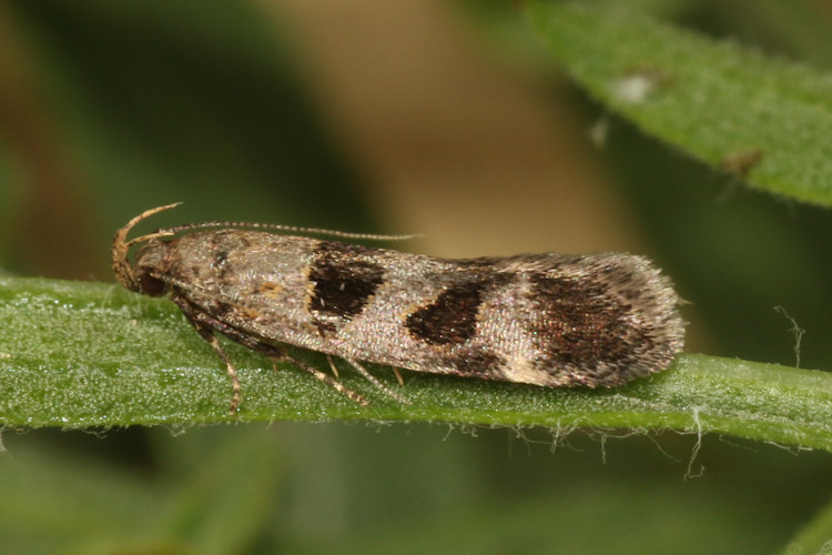 Mirificarma maculatella: Bild 4