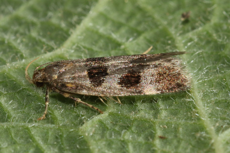 Mirificarma maculatella: Bild 5