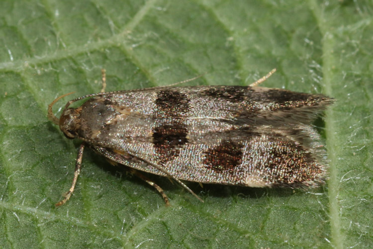 Mirificarma maculatella: Bild 6