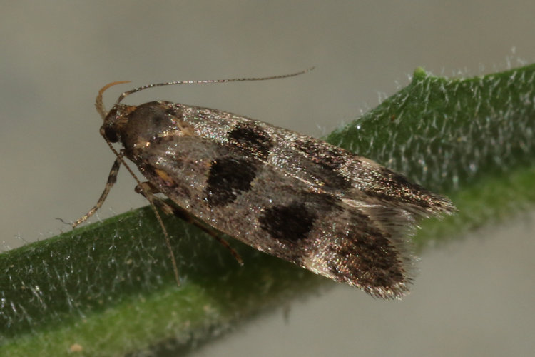 Mirificarma maculatella: Bild 7