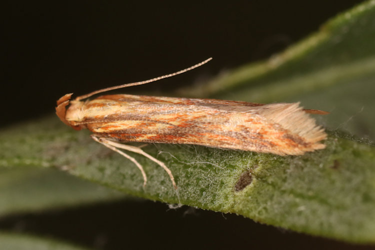 Metzneria aprilella: Bild 1