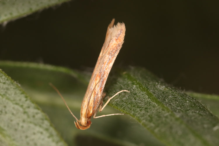 Metzneria aprilella: Bild 2