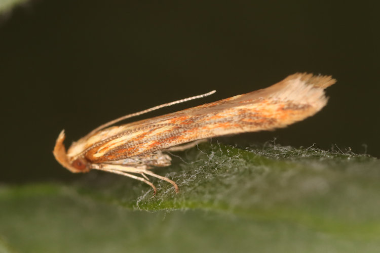 Metzneria aprilella: Bild 3