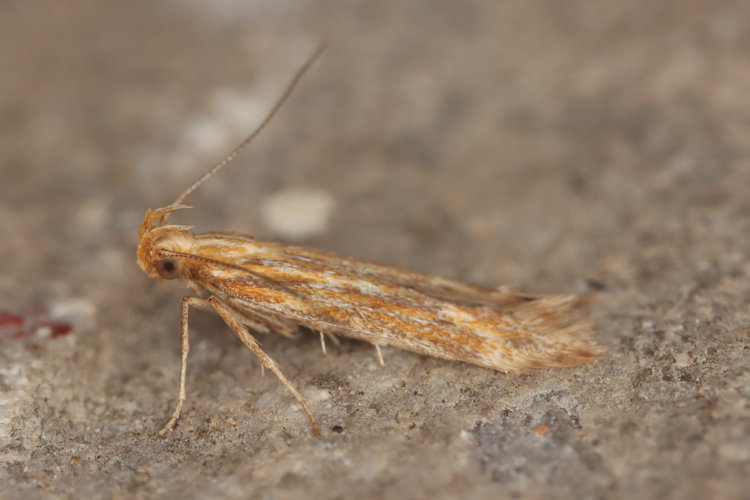 Metzneria aprilella: Bild 4