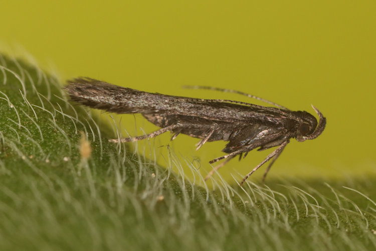 Gelechiidae sp2: Bild 1