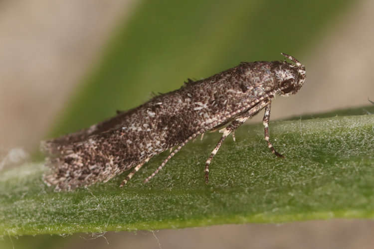 Exoteleia dodecella: Bild 1