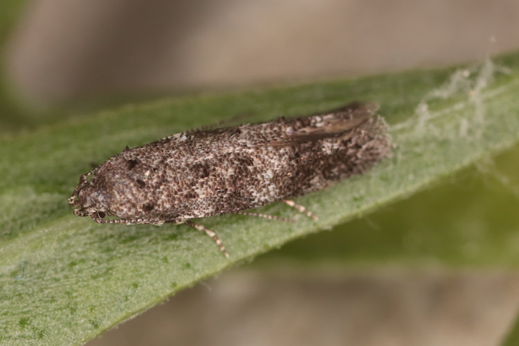 Exoteleia dodecella: Bild 2