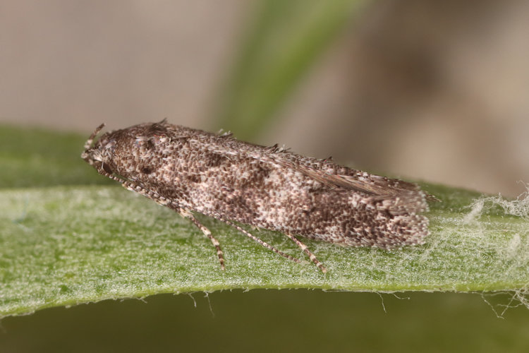 Exoteleia dodecella: Bild 3