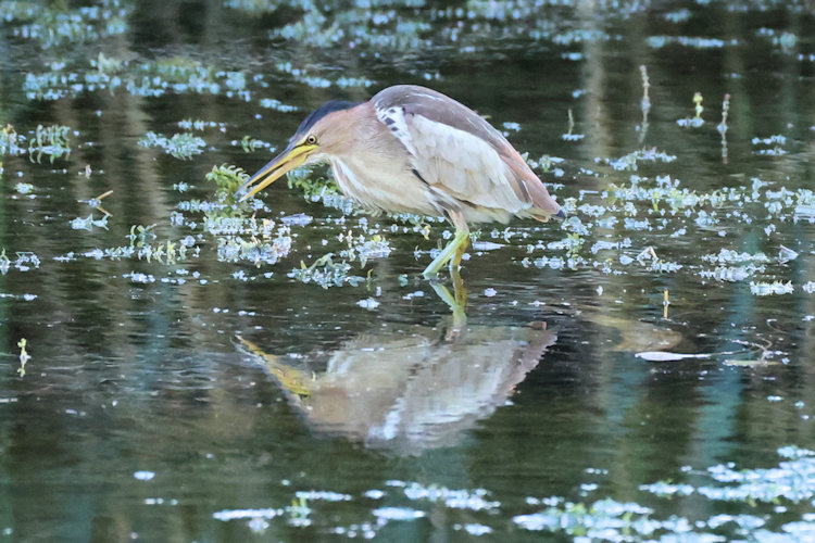 Botaurus minutus: Bild 6
