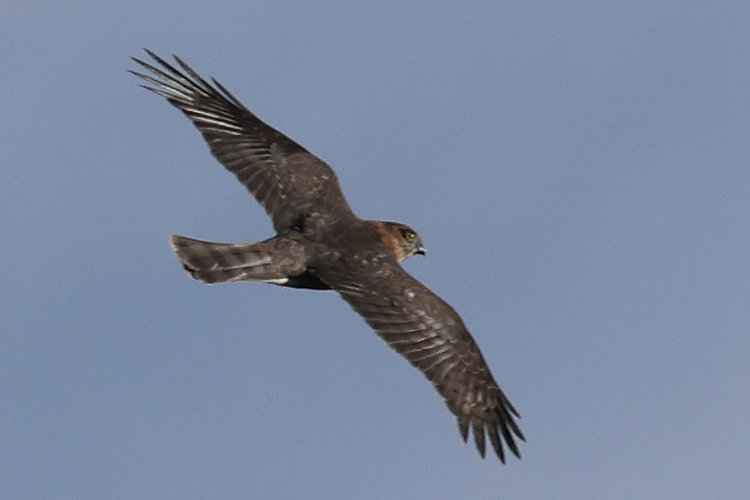 Accipiter nisus: Bild 2