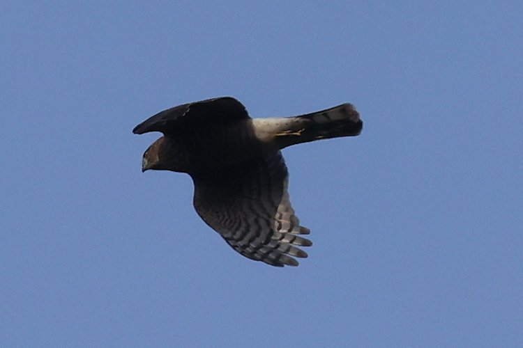 Accipiter nisus: Bild 3
