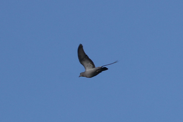 Columba oenas: Bild 2