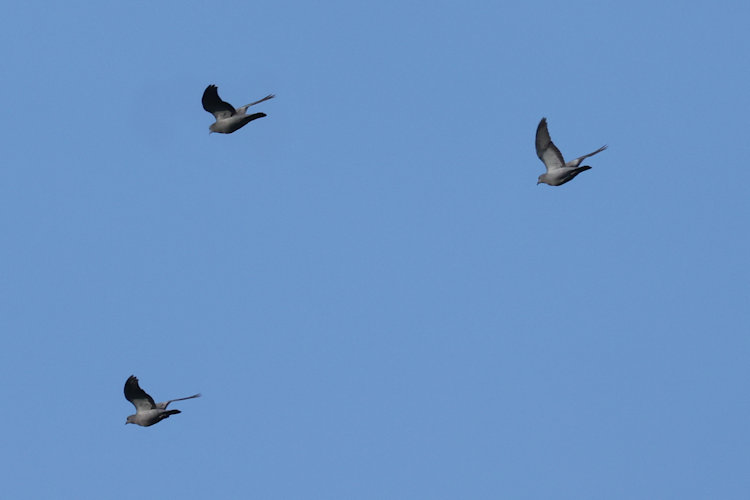 Columba oenas: Bild 3