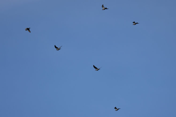 Columba oenas: Bild 4
