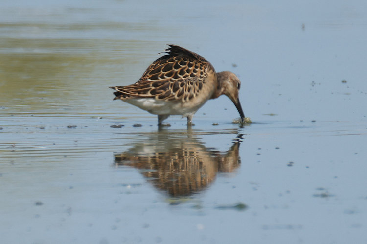 Calidris pugnax: Bild 1
