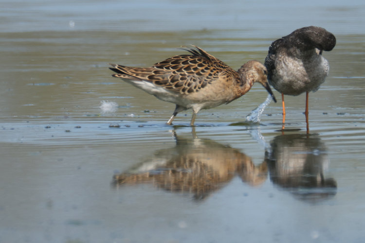 Calidris pugnax: Bild 2