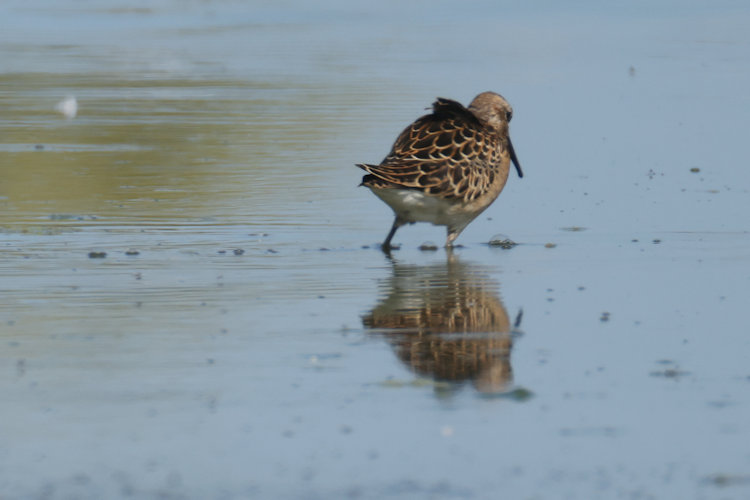 Calidris pugnax: Bild 3
