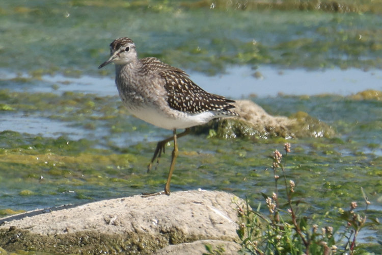 Tringa glareola: Bild 1