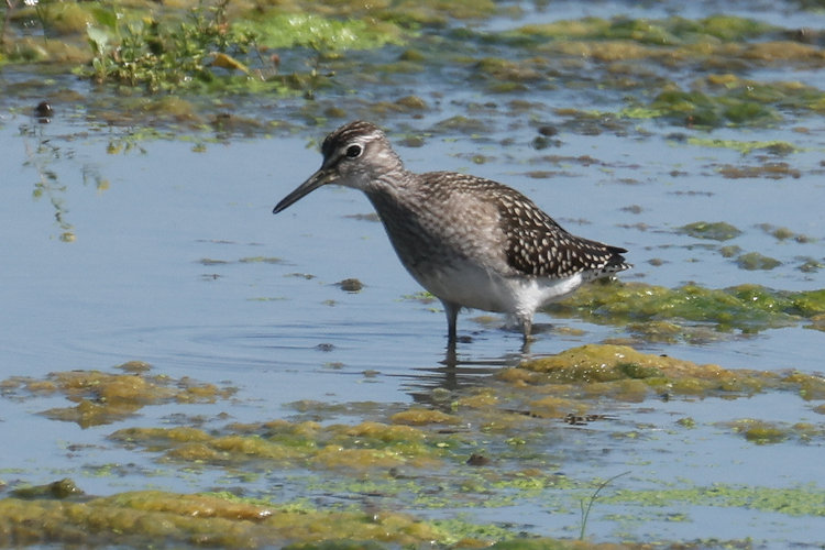 Tringa glareola: Bild 3