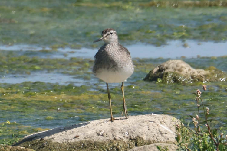 Tringa glareola: Bild 4