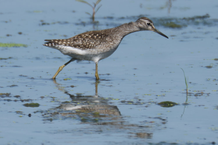 Tringa glareola: Bild 6