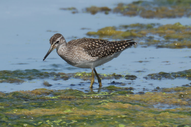 Tringa glareola: Bild 8