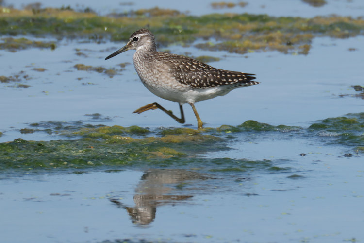 Tringa glareola: Bild 10