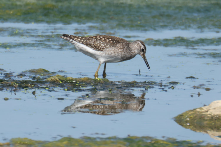 Tringa glareola: Bild 13