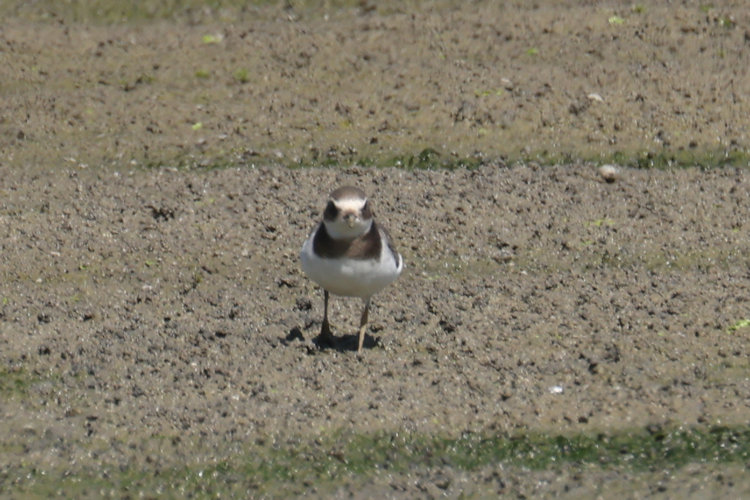 Charadrius hiaticula: Bild 33