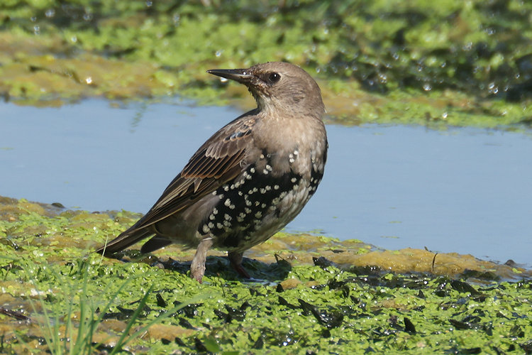 Sturnus vulgaris: Bild 6