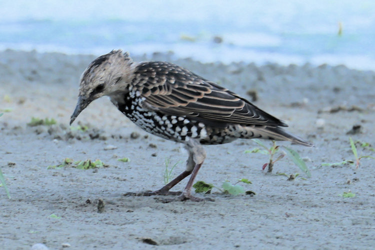 Sturnus vulgaris: Bild 7