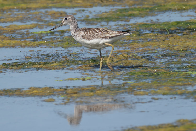Tringa nebularia: Bild 17