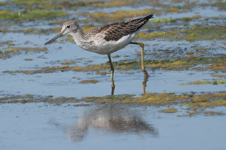 Tringa nebularia: Bild 18
