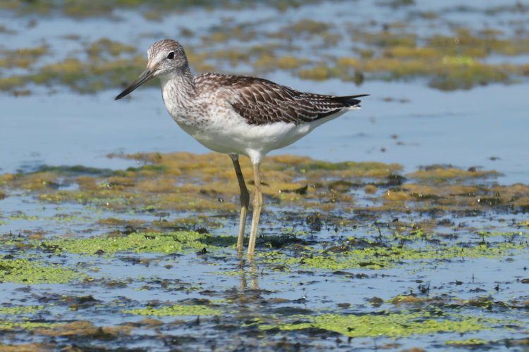 Tringa nebularia: Bild 19