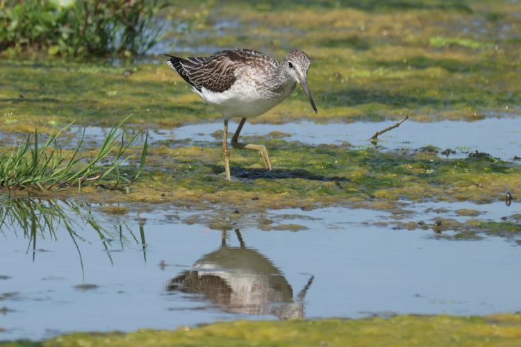 Tringa nebularia: Bild 21