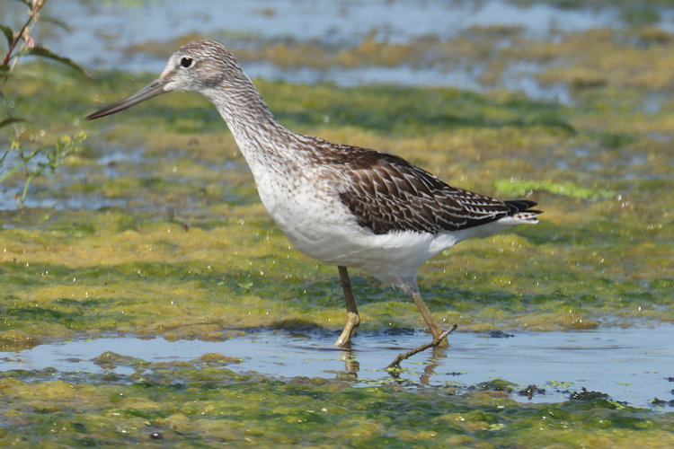Tringa nebularia: Bild 22