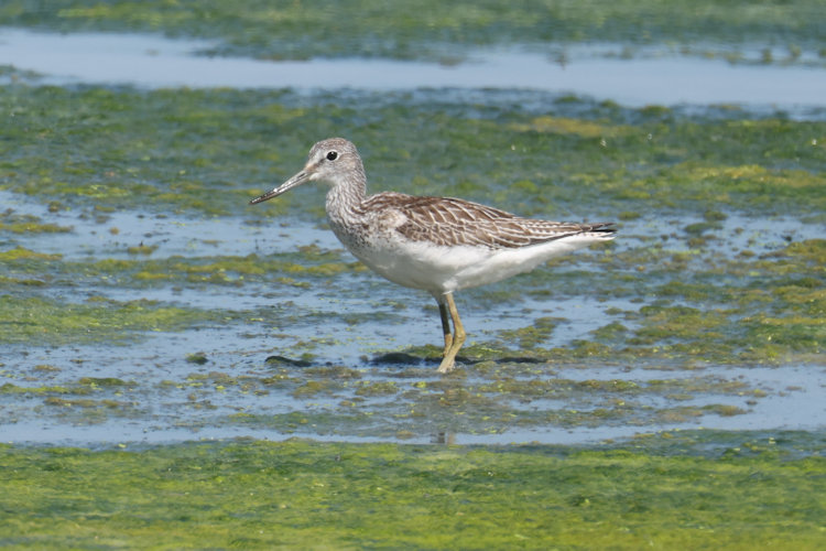 Tringa nebularia: Bild 23