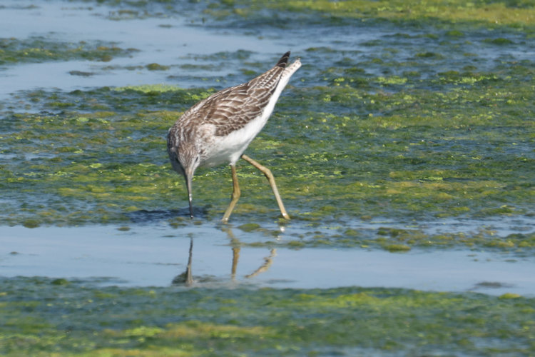 Tringa nebularia: Bild 24