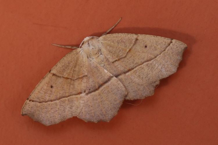 Gerinia honoraria: Bild 9