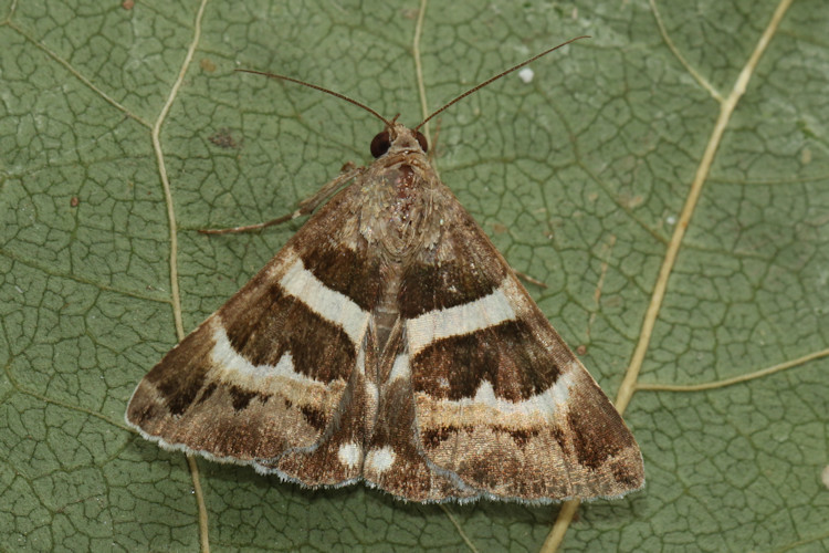 Grammodes stolida: Bild 6