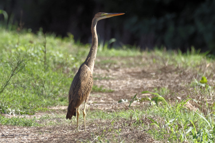 Ardea purpurea: Bild 8