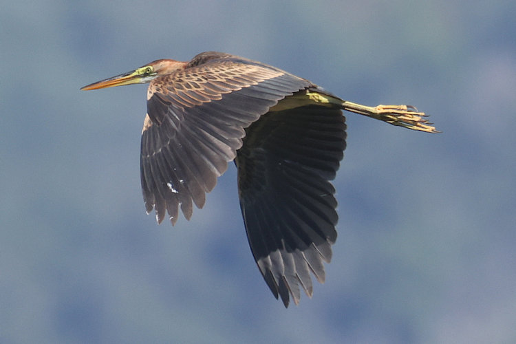 Ardea purpurea: Bild 9