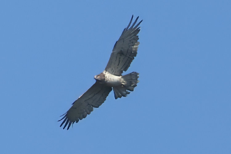 Circaetus gallicus: Bild 1